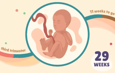 3 Trimester / Üçüncü Üç Aylık Bebek Gelişimi Dönemi Nelere Dikkat Edilir?