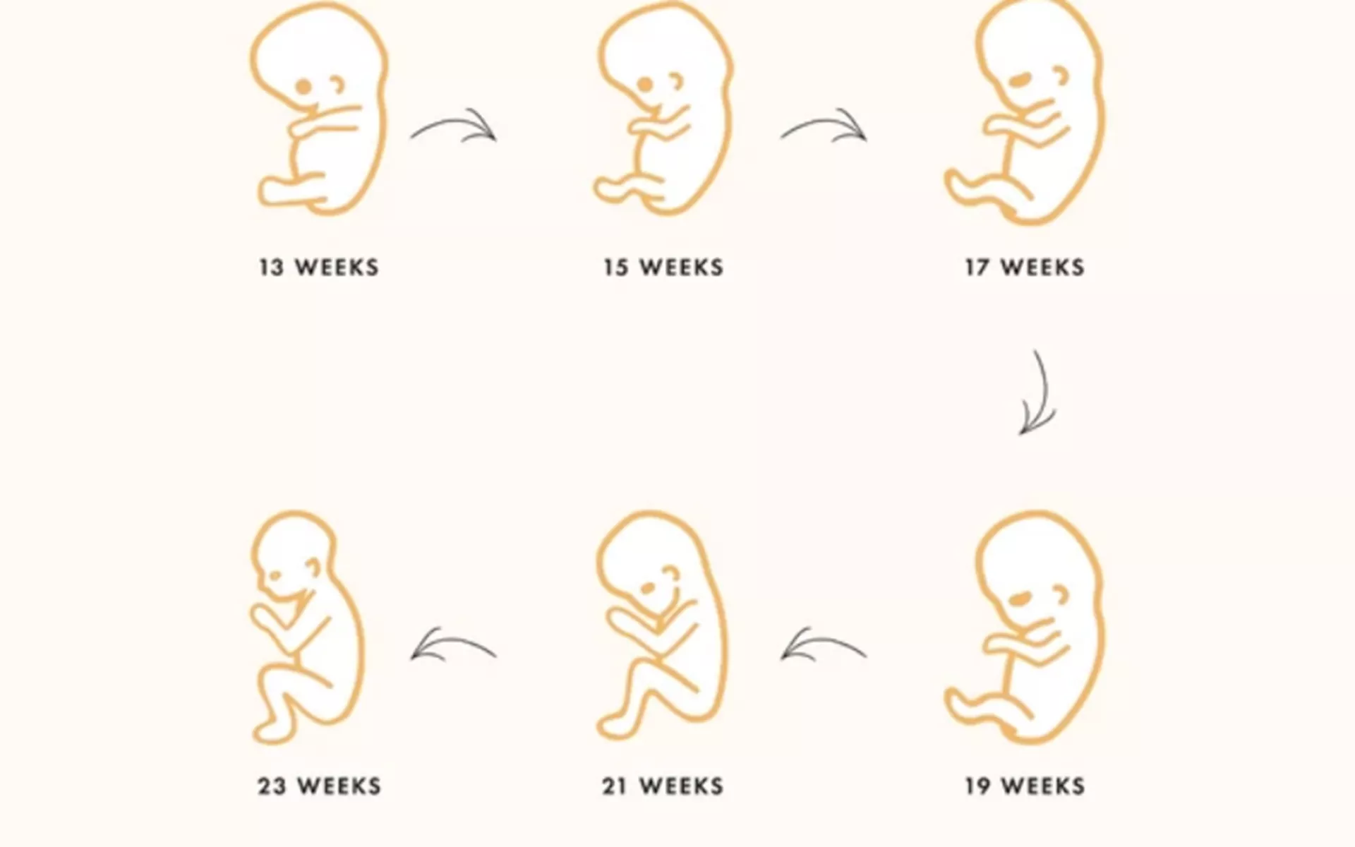  İkinci Üç Aylık Dönem (2. Trimester) Bebek Gelişimi ve Dikkat Edilmesi Gerekenler