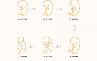 İkinci Üç Aylık Dönem (2. Trimester) Bebek Gelişimi ve Dikkat Edilmesi Gerekenler