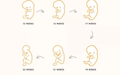 İkinci Üç Aylık Dönem (2. Trimester) Bebek Gelişimi ve Dikkat Edilmesi Gerekenler