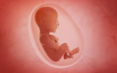 Fetüs Dönemi Ne Zaman Sonlanır? Bebek Ne Zaman Oluşmaya Başlar? Zigot ve Embriyo Ne Demek?